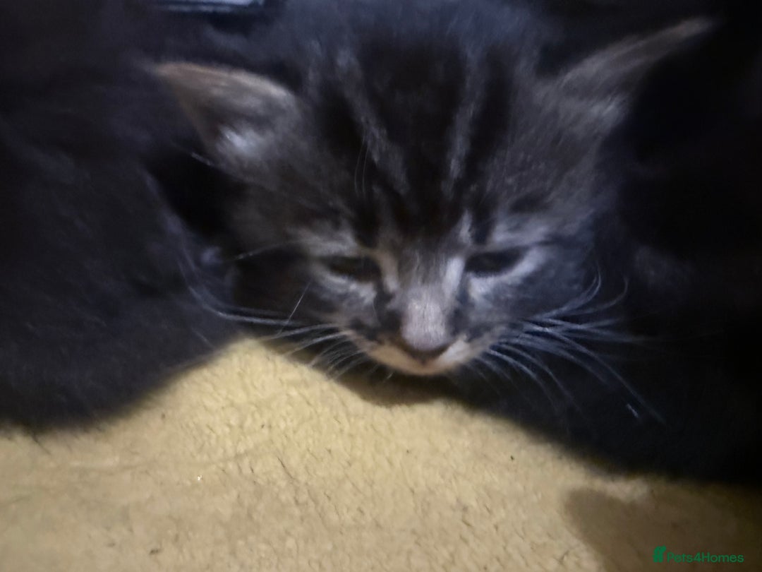 British Longhair cats for sale: Polydactyl long fur kittens  - Image 22