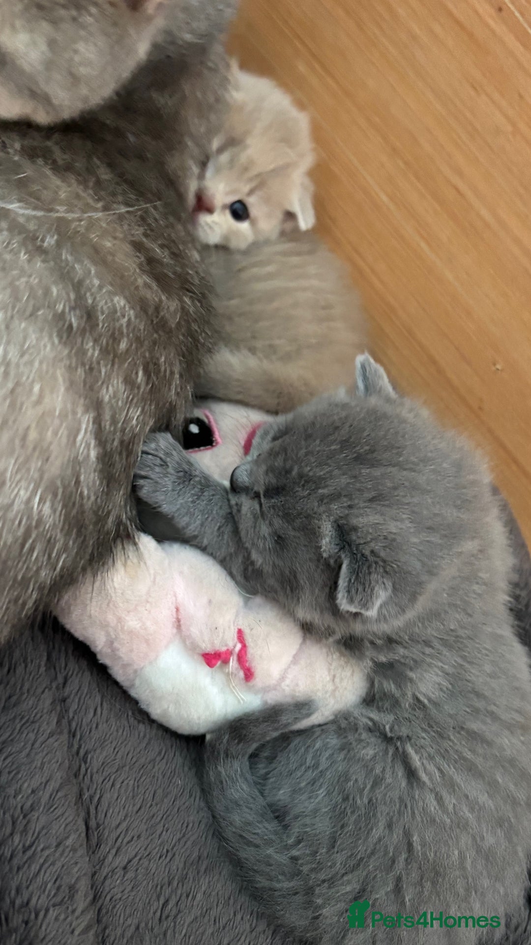 British Shorthair cats for sale: Beautiful British short hairs  - Image 12