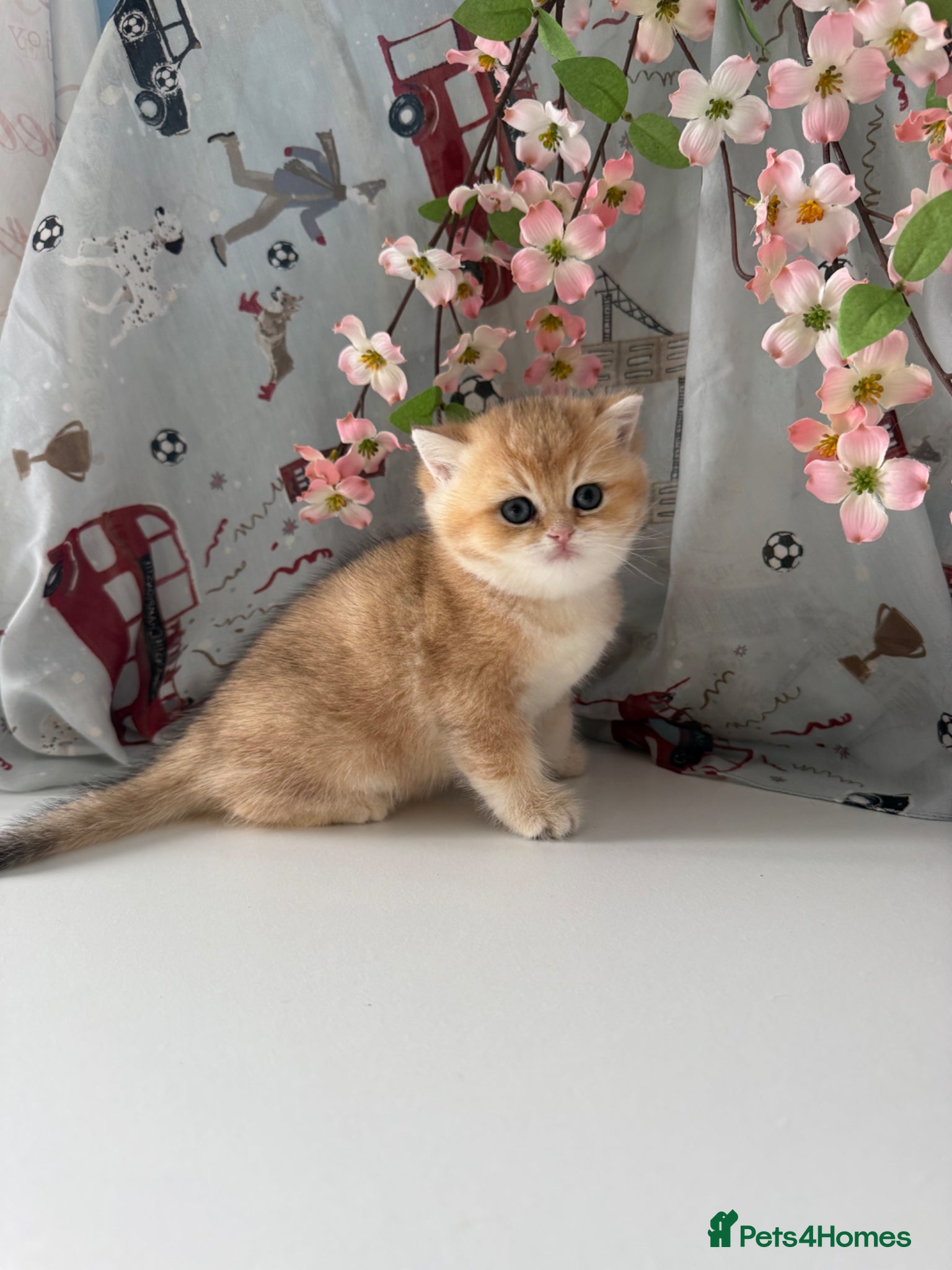 British Shorthair cats 🌟 Golden kittens. Fluffy happiness for you 🌟 - Advert 2