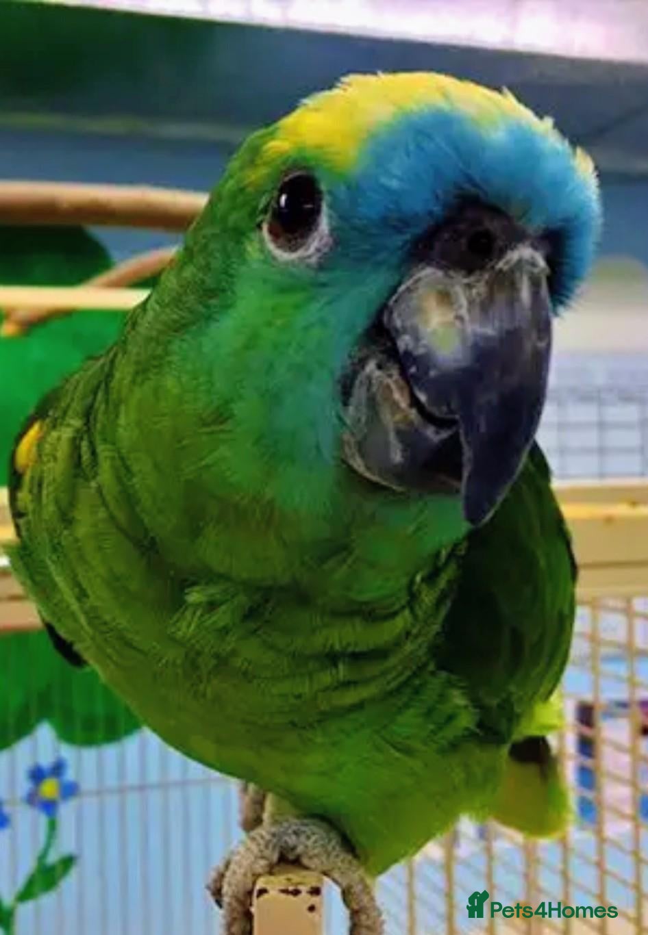 Parrots birds Blue fronted Amazon parrot  - Advert 1