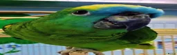 Parrots birds for sale: Blue fronted Amazon parrot  in London - Advert 1