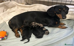 Miniature Dachshund dogs for sale: miniature dachshund puppy - Image 5