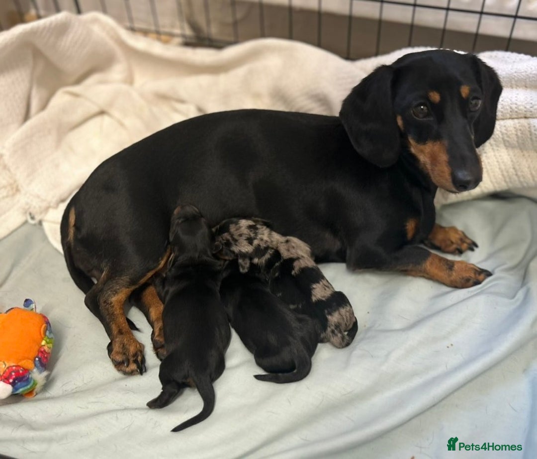 Miniature Dachshund dogs for sale: miniature dachshund puppy - Image 5
