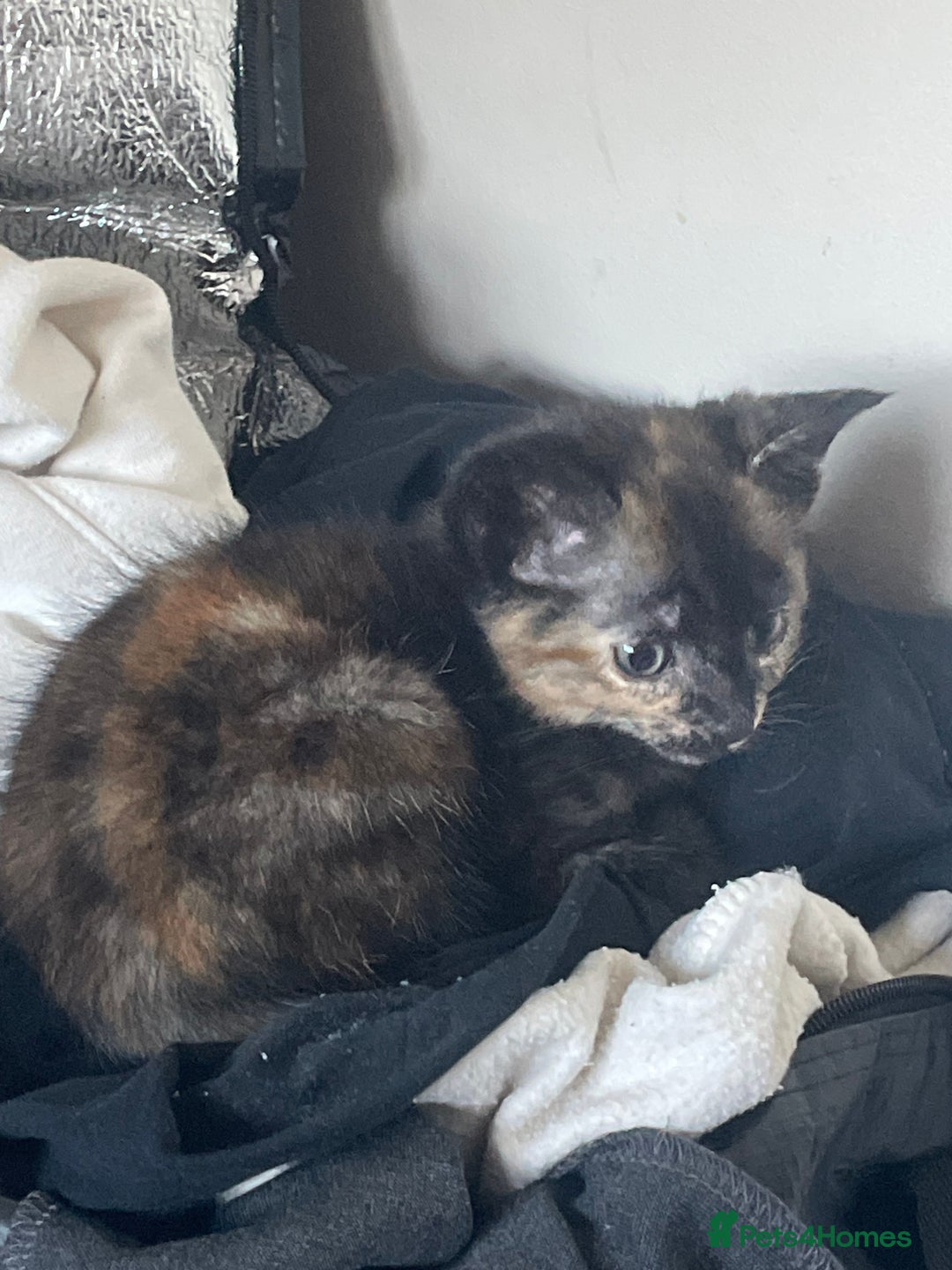 Mixed Breed cats for sale: Mixed kitten  - Image 2