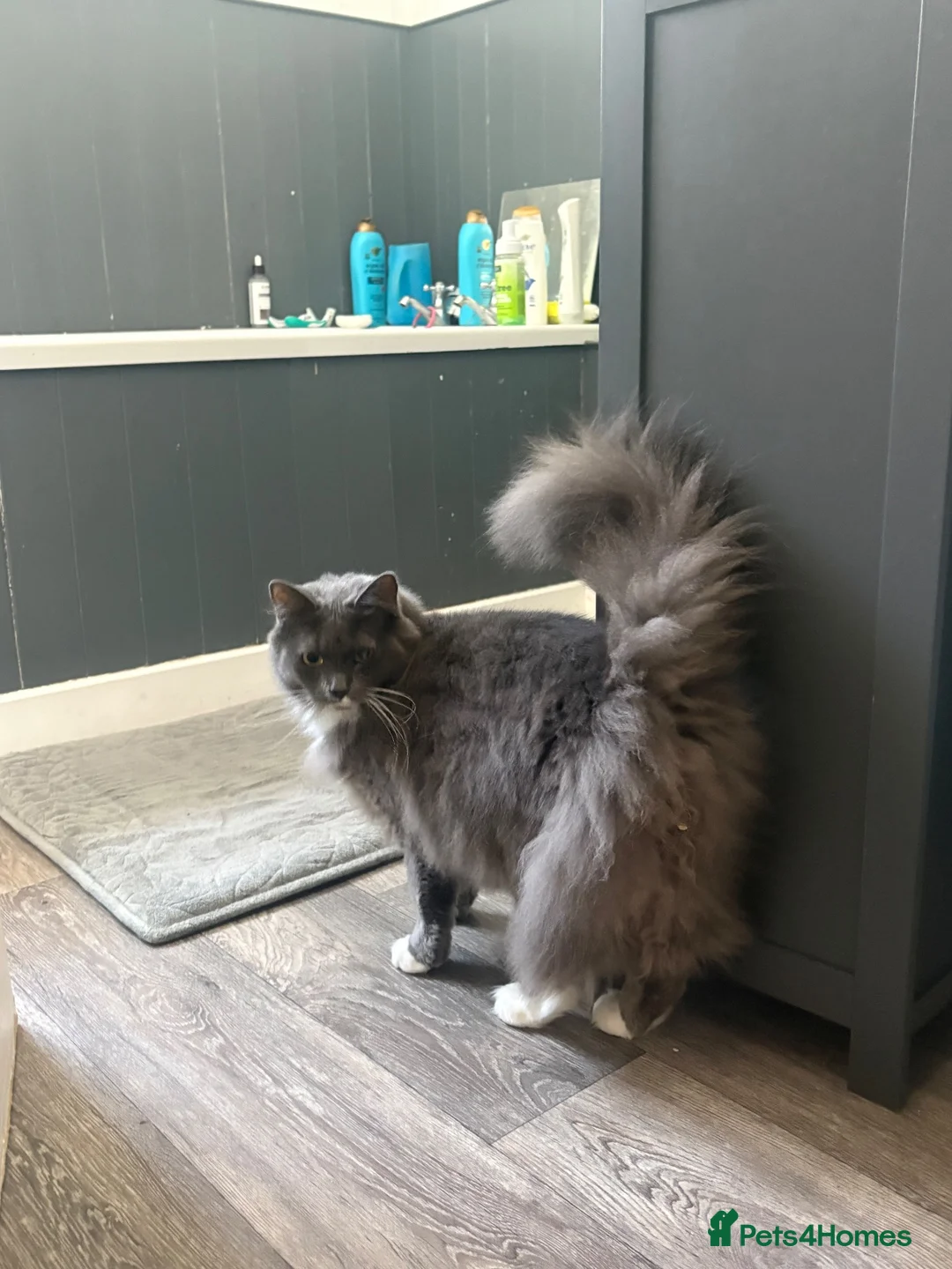 Mixed Breed cats for sale: 1 year old male cat looking for forever home in Sunderland - Advert 2