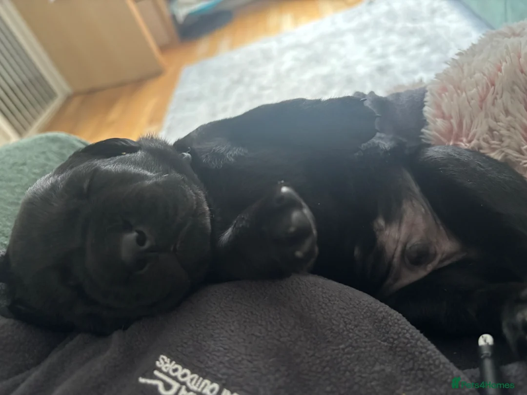 Labrador Retriever dogs for sale: Black Labrador puppies  in Llanelli - Advert 18