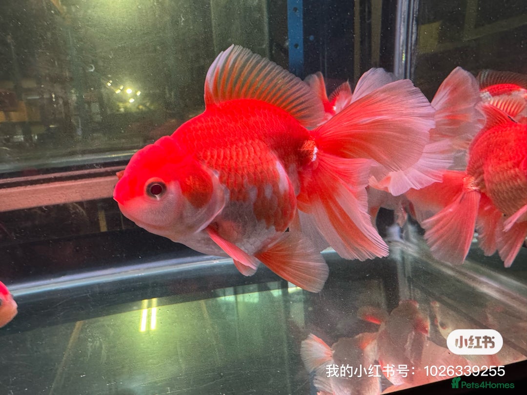 Fancy Goldfish fish for sale: Thai pleated goldfish - Image 9