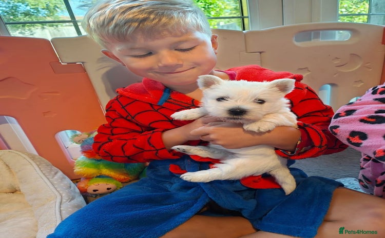 West Highland Terrier dogs - Advert 2