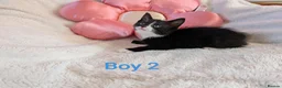 Mixed Breed cats for sale: Beautiful fluffy kittens for sale  - Advert 7