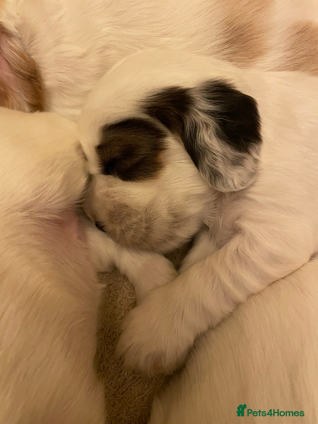 Cocker Spaniel dogs for sale: Your “furever” friend is here - Advert 11