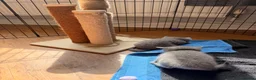 British Shorthair cats for sale: British blue shorthair kittens  - Advert 7