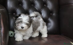 Yorkshire Terrier dogs for sale: Rare Colourful Pedigree Yorkies Certified Breeder - Image 6