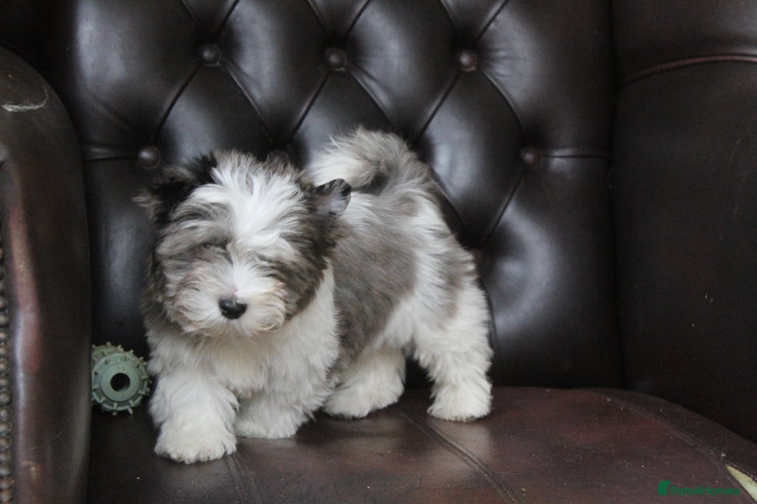 Yorkshire Terrier dogs for sale: Rare Colourful Pedigree Yorkies Certified Breeder - Image 6