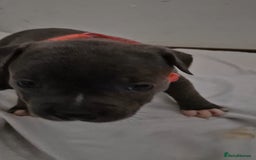 Staffordshire Bull Terrier dogs for sale: Blue staffs for sale £900 - Image 8