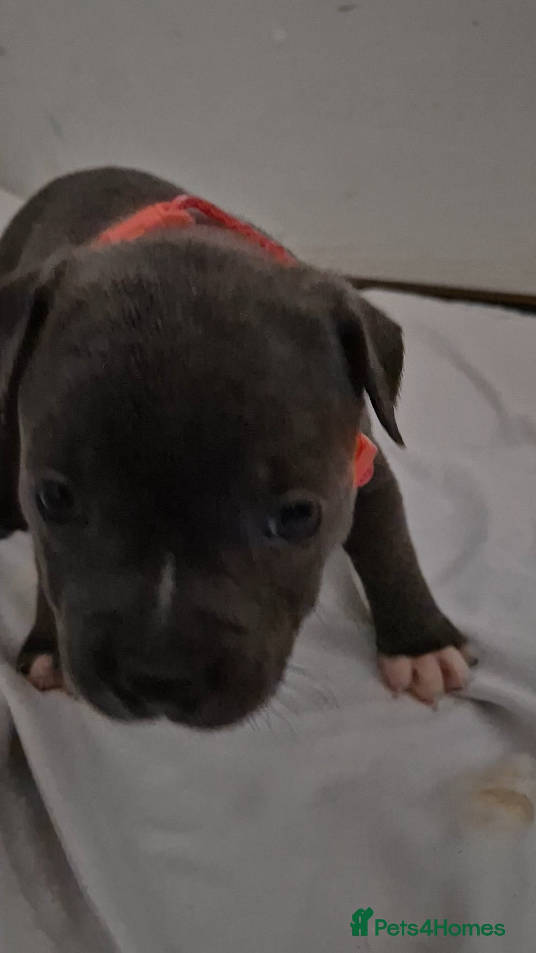 Staffordshire Bull Terrier dogs for sale: Blue staffs for sale £900 - Image 8