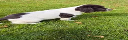 English Springer Spaniel dogs for sale: SPRINGER SPANIEL PUPPIES in Broxburn - Advert 6