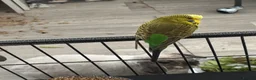 Budgerigars birds for sale: Male green budgie  in Doncaster - Advert 5