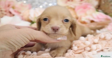 Miniature Dachshund dogs - Advert 11