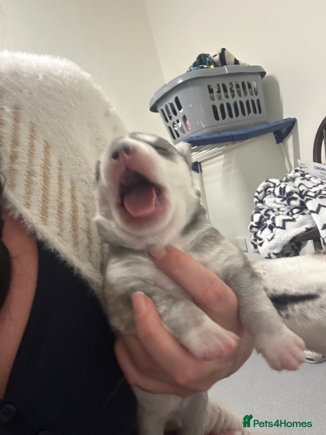 Siberian Husky dogs for sale: 2 beautiful puppy’s  - Advert 3