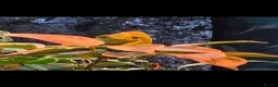 Chameleon reptiles for sale: Female Velied Chameleon  - Advert 2