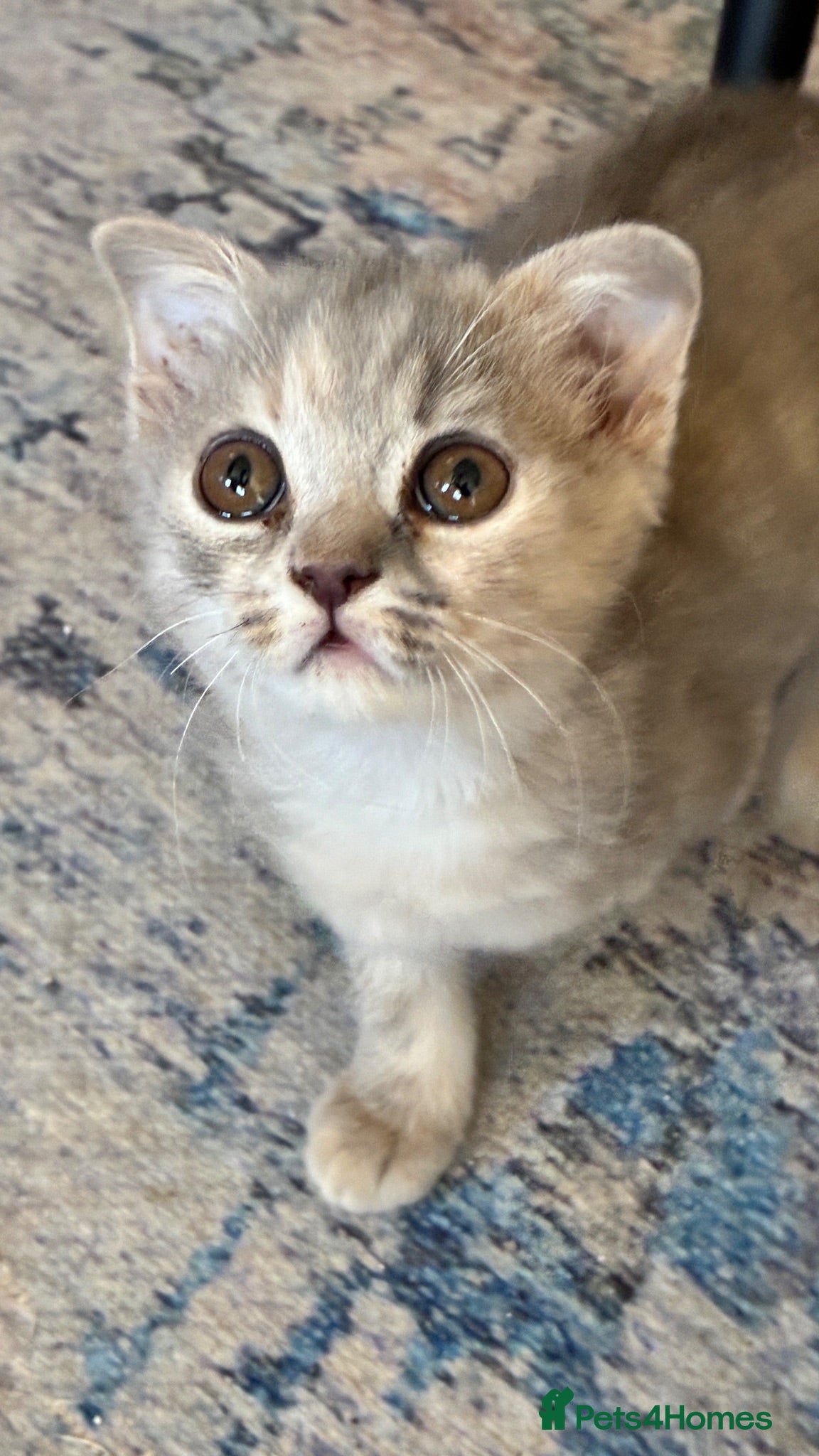Scottish Fold cats REDUCED Scottish Fold Kittens 🐾 - Advert 2