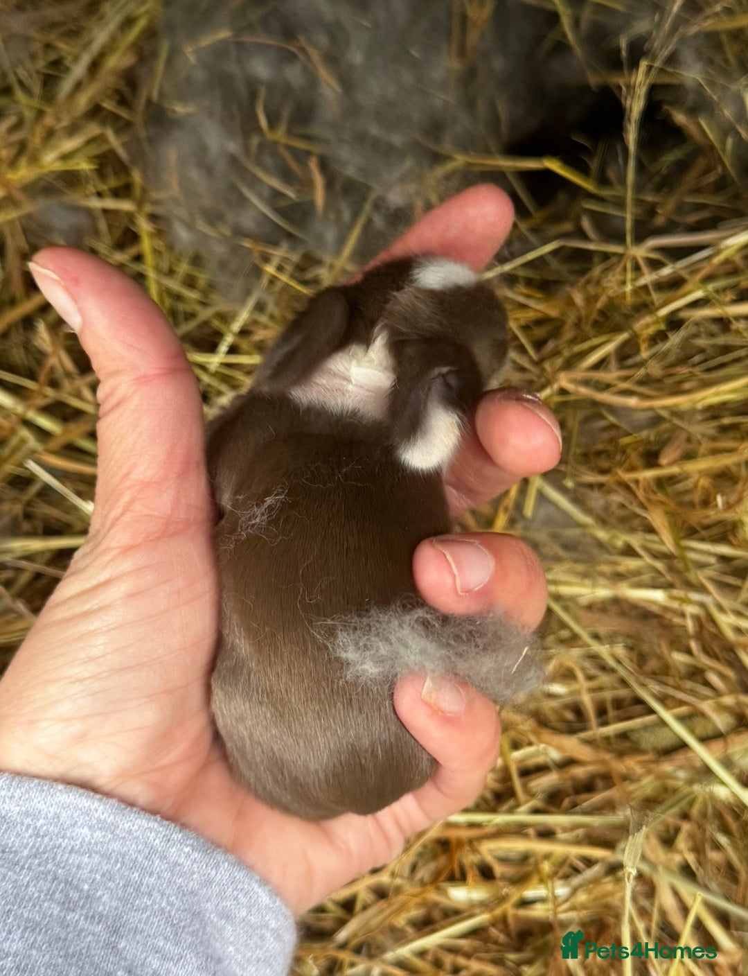 Mini Lion Lop rabbits for sale: 🩷🩵 4 Double mane mini lionlops 🩵🩷 - Advert 19