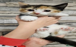 Mixed Breed cats for sale: Beautiful Kittens Ready For their forever homes - Image 2