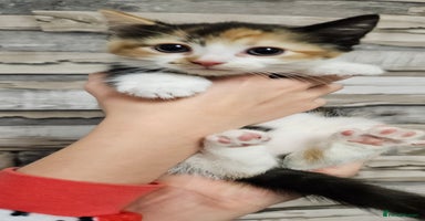 Mixed Breed cats - Advert 8