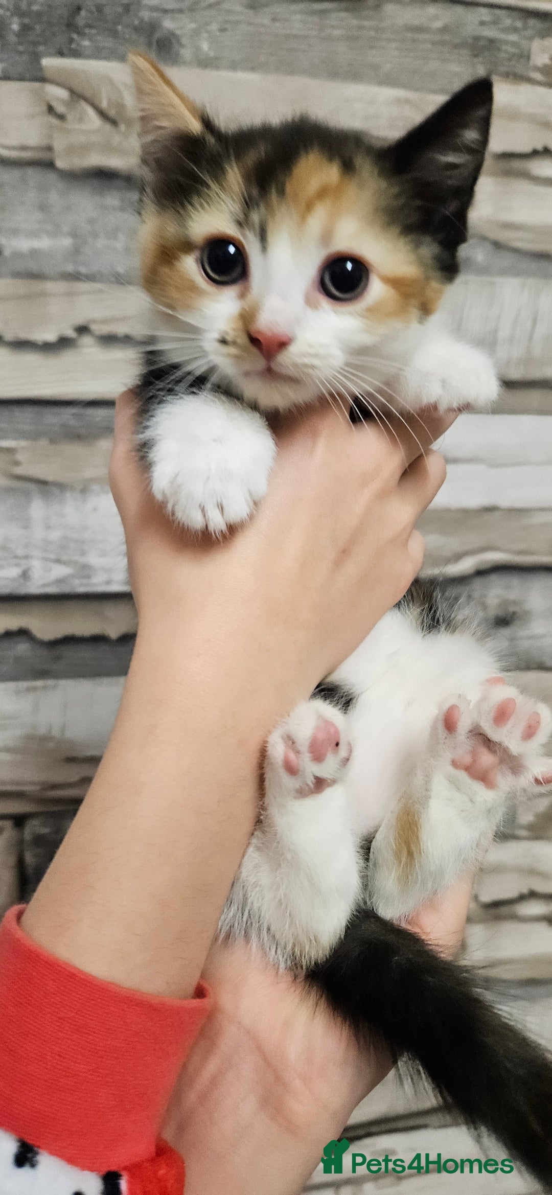 Mixed Breed cats for sale: Beautiful Kittens Ready For their forever homes - Image 2