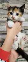 Mixed Breed cats - Advert 12