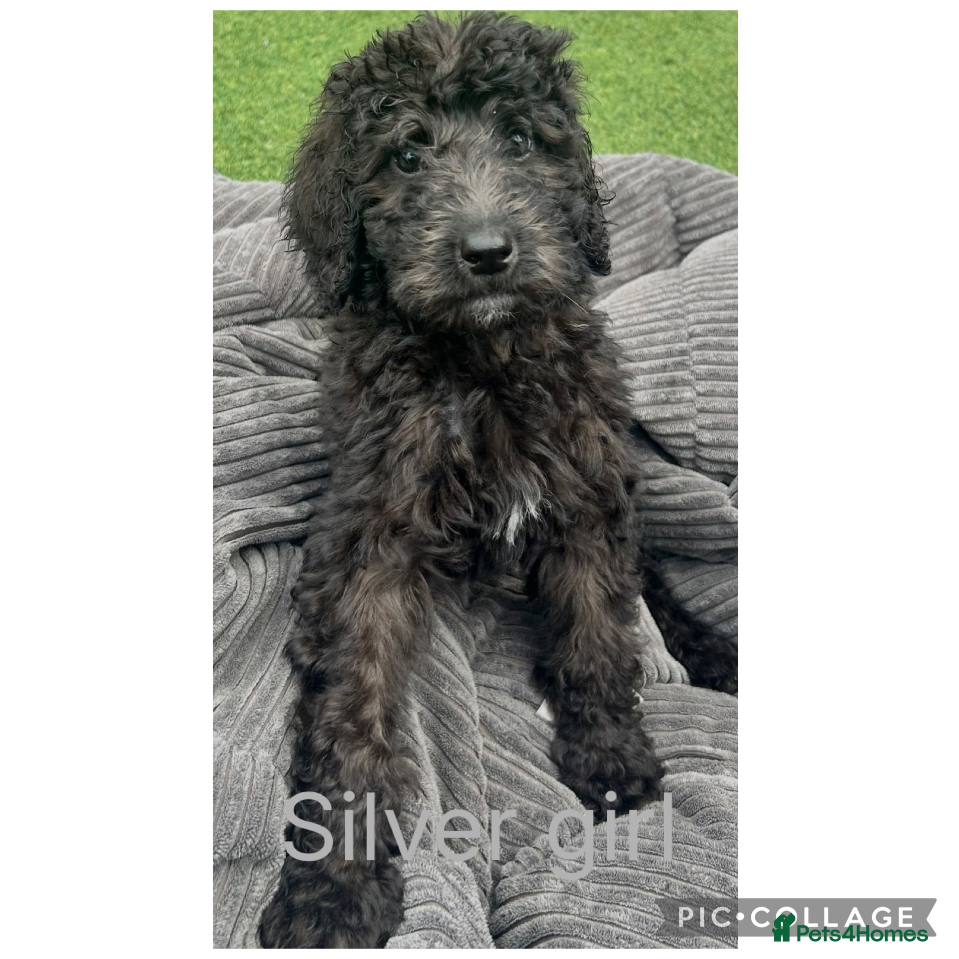 Labradoodle dogs Chunky health tested f1bb standard labradoodles  - Advert 1