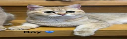 Scottish Fold cats for sale: TICA Registered Scottish Fold & Straight kittens - Advert 14