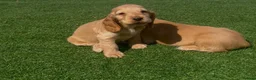 Cocker Spaniel dogs for sale: Show cocker puppies  - Advert 11