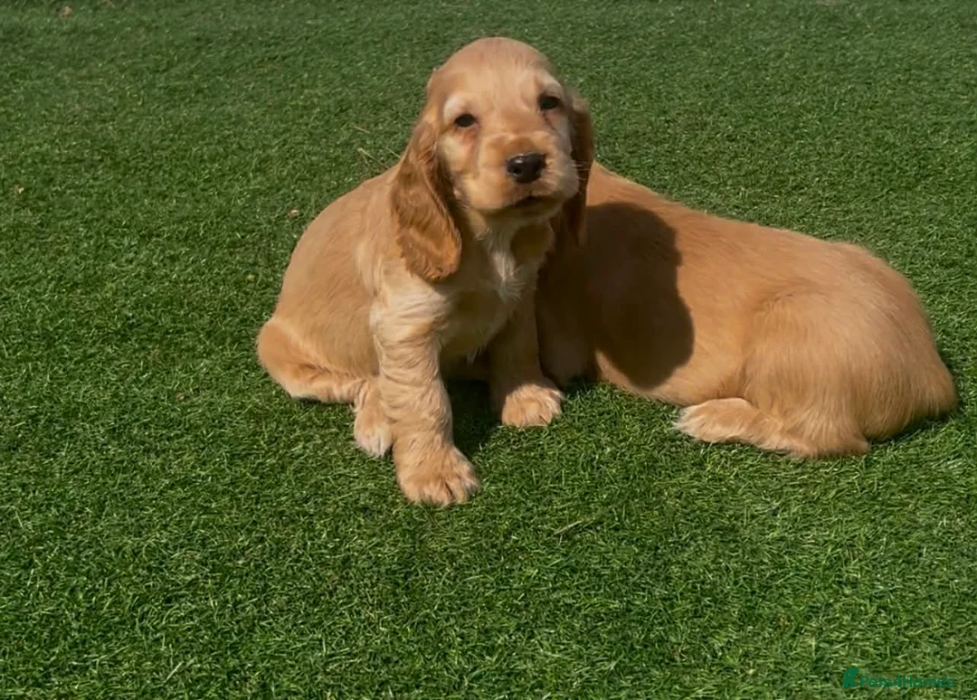 Cocker Spaniel dogs for sale: Show cocker puppies  - Advert 11