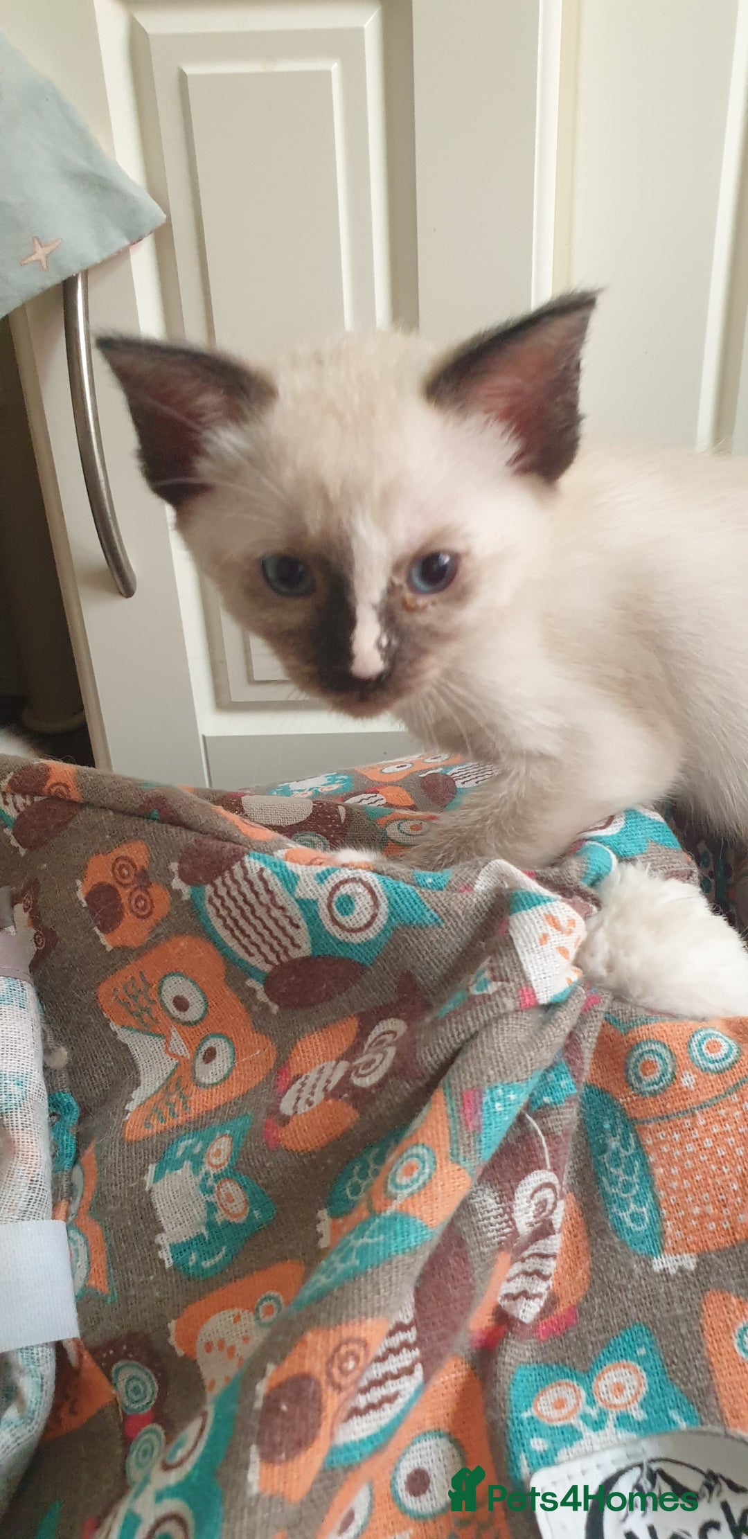 Ragamese cats for sale: Beautiful Ragamese Kittens  - Advert 32