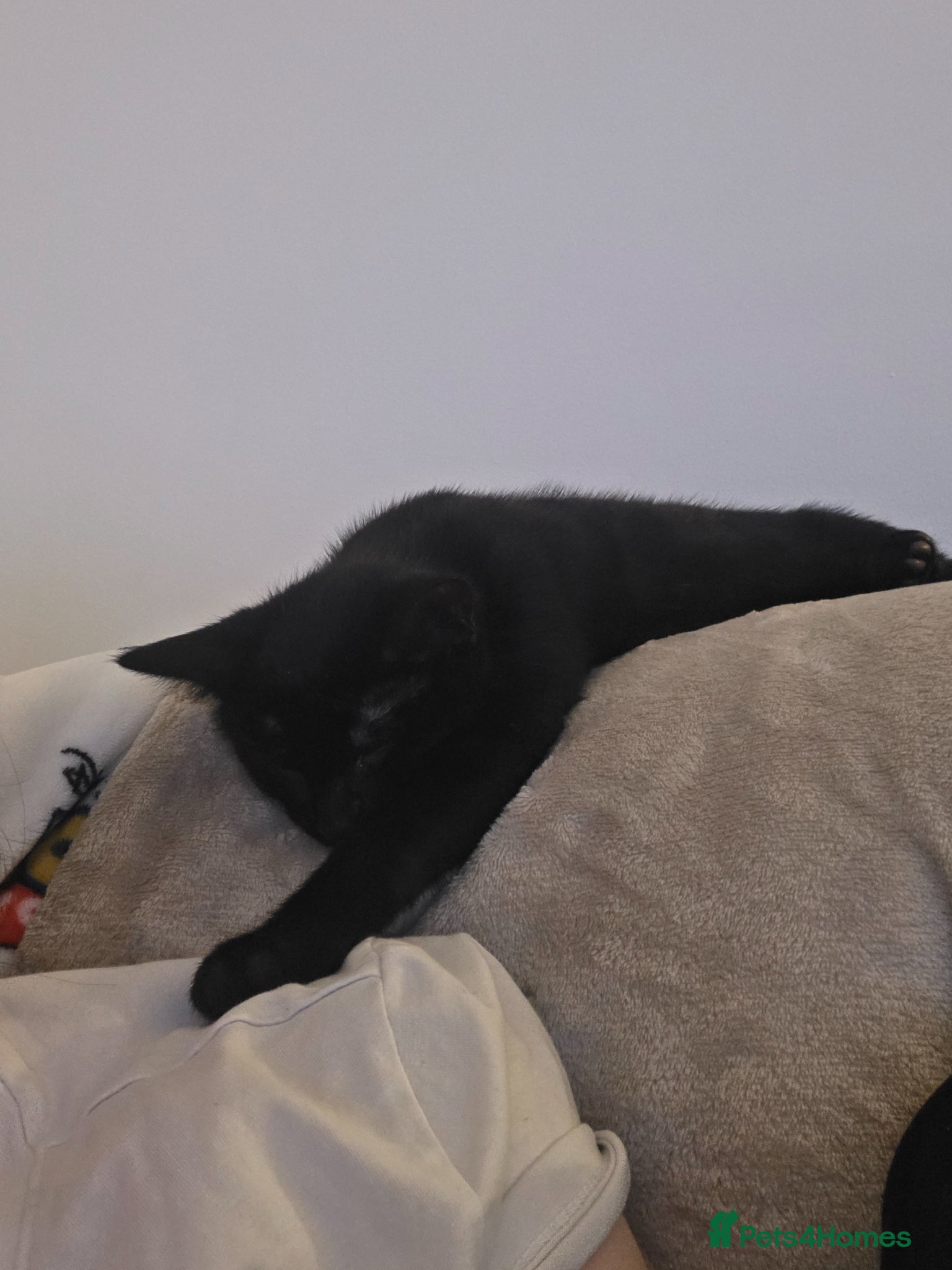 Mixed Breed cats for sale: Black cat - Advert 4