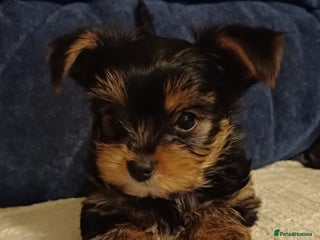 Yorkshire Terrier dogs Last boy🩵 - Advert 15