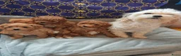 Maltipoo dogs for sale: BEAUTIFUL F1B MALTIPOO  PUPPYIES  - Advert 2