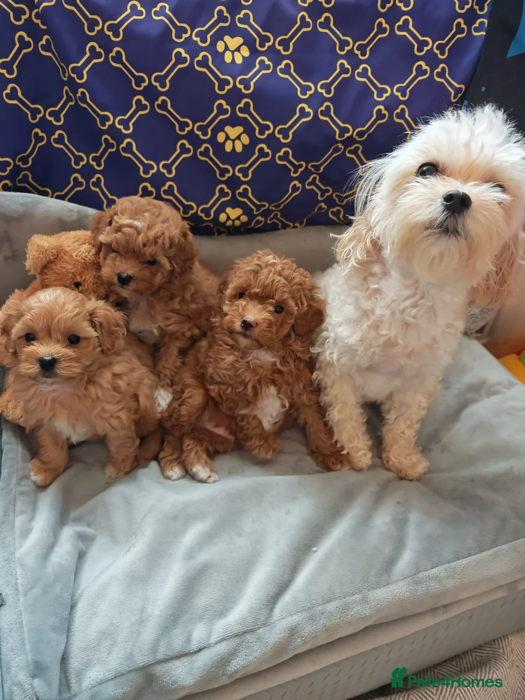 Maltipoo dogs for sale: BEAUTIFUL F1B MALTIPOO  PUPPYIES  - Advert 2
