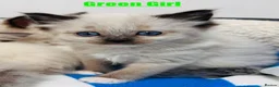 Ragdoll cats for sale: Purebred Ragdoll Kittens  - Advert 14