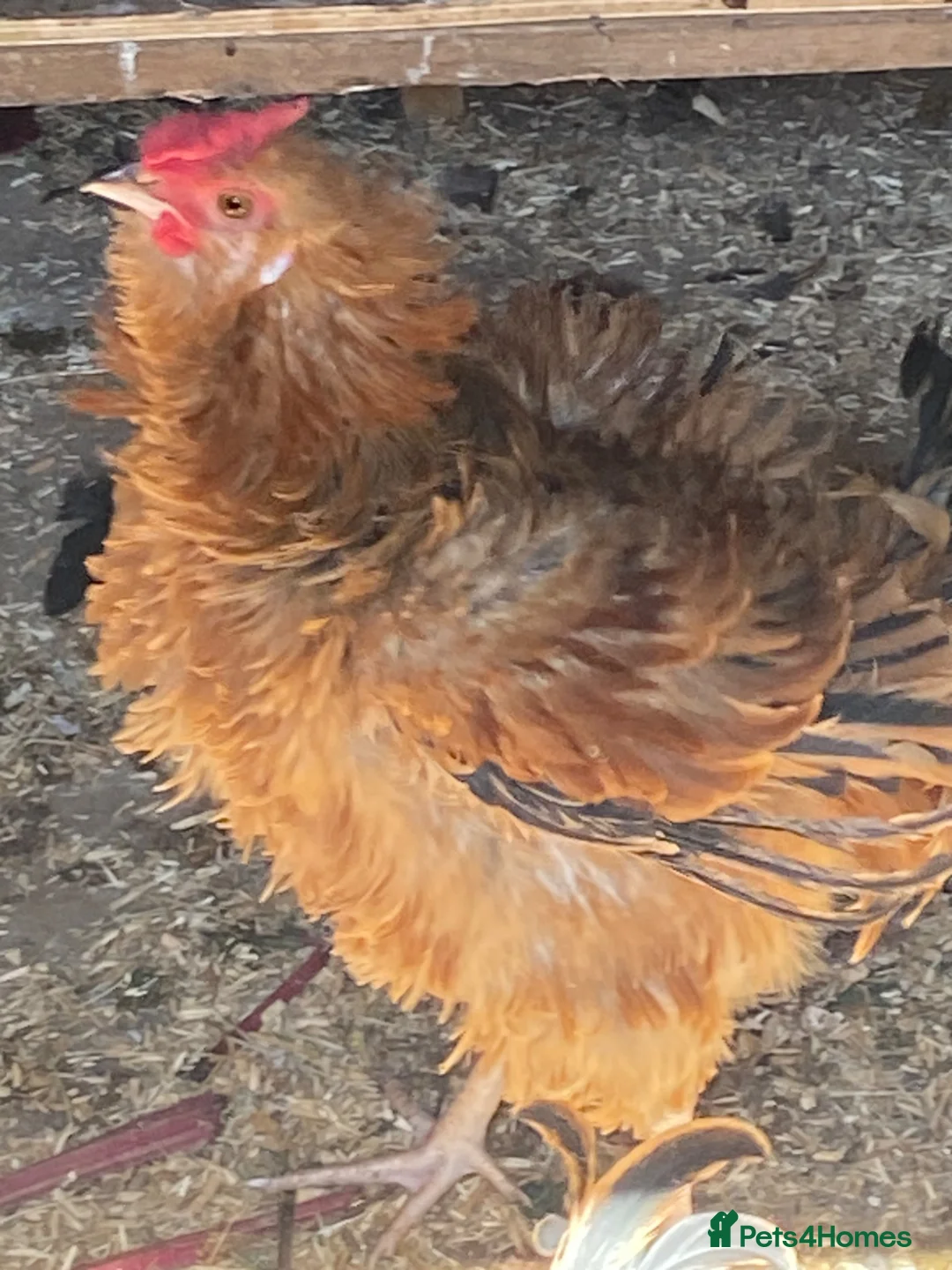 Mixed Breed birds for sale: Male chickens  - Advert 2