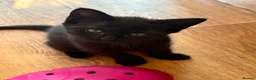 Mixed Breed cats for sale: Kittens  - Advert 6