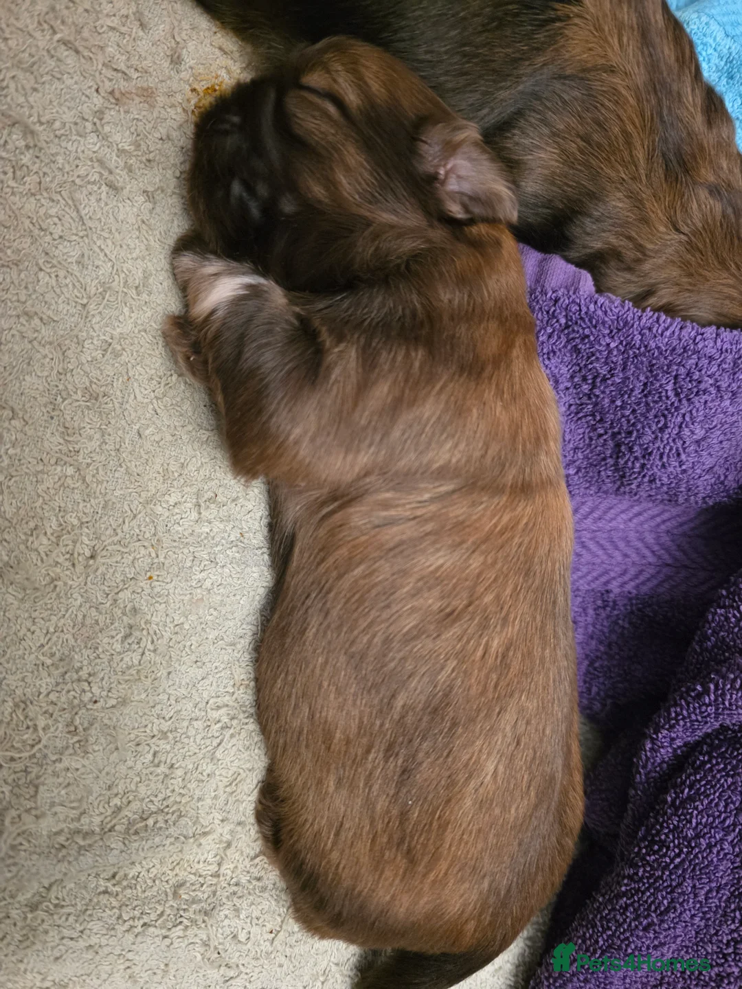 Shih Tzu dogs for sale: Two Beautiful Full Pedigree Shih Tzu Girls - Advert 17