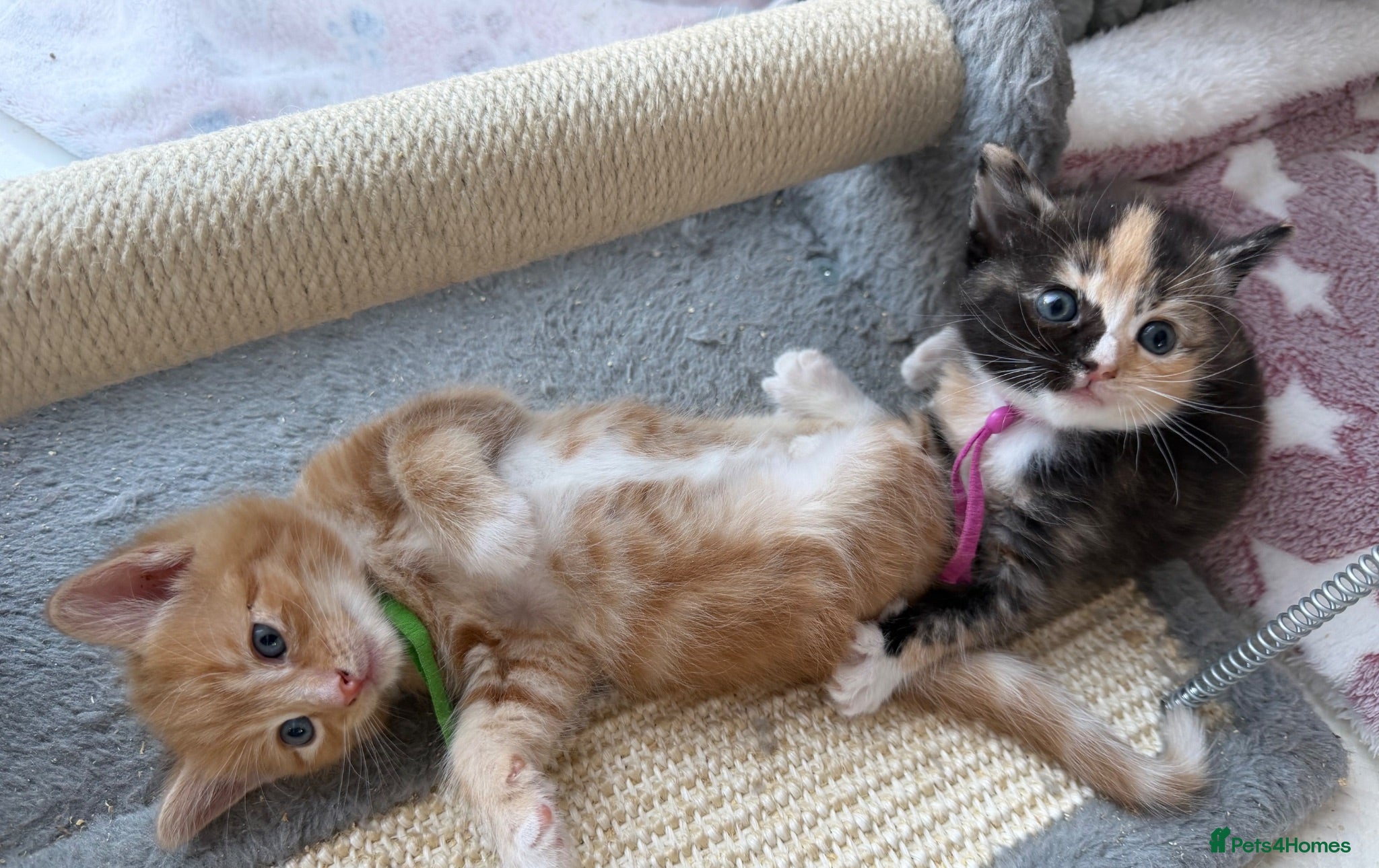 Domestic Shorthair cats Beautiful Kittens  - Advert 1