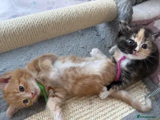 Domestic Shorthair cats Beautiful Kittens - Advert 1
