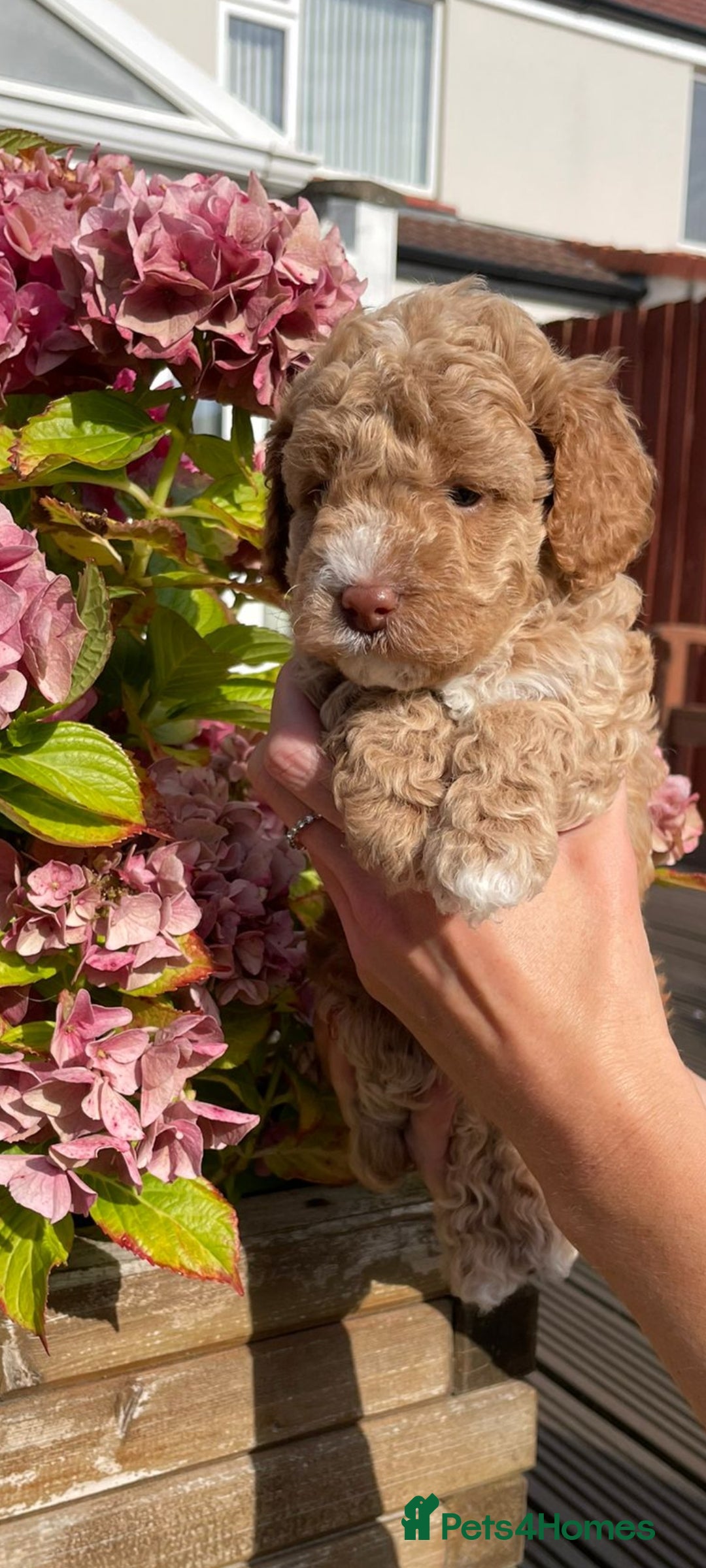 Cockapoo dogs for sale: Beautiful cockapoo puppies - Image 14