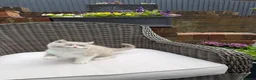 British Shorthair cats for sale: READY NOW or soon - Full Pedigree Registered BSH  - Advert 31