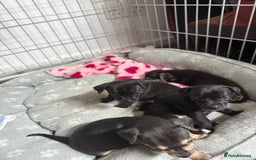 Chihuahua dogs for sale: Chihuahua Boys  - Image 23