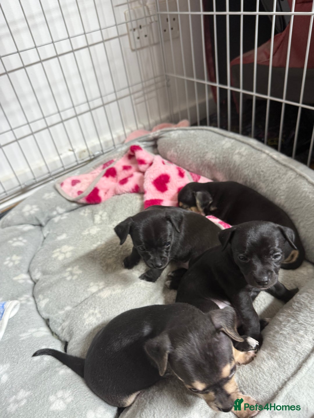 Chihuahua dogs for sale: Chihuahua Boys  - Image 23