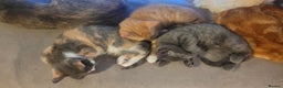 Mixed Breed cats for sale: Three gorgeous kittens available! - Advert 2
